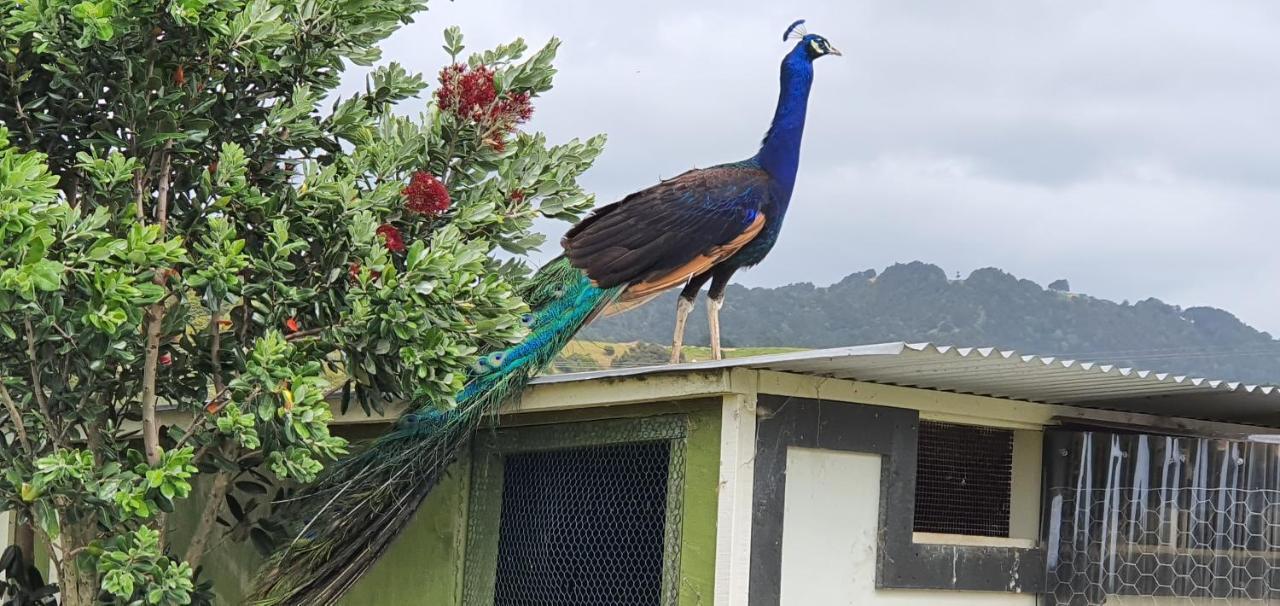 Peacock Lodge In Ngunguru Exterior photo